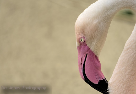 Flamingo at Amazon World