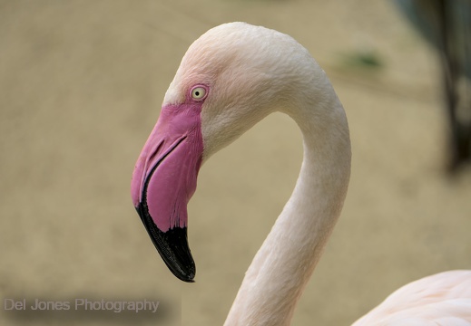 Flamingo at Amazon World