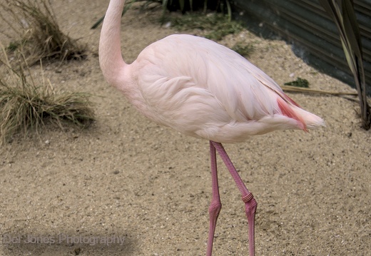 Flamingo at Amazon World