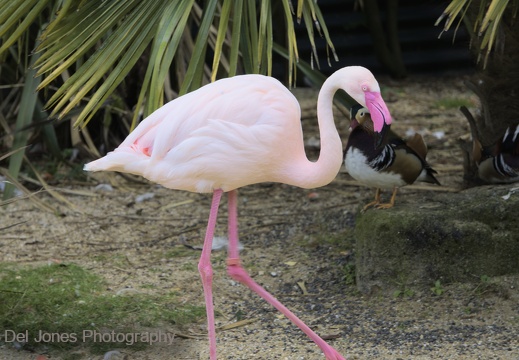 Flamingo at Amazon World