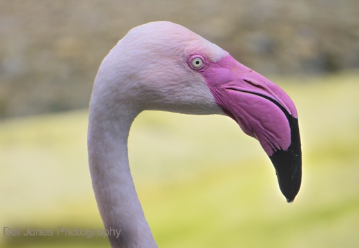 Flamingo at Amazon World