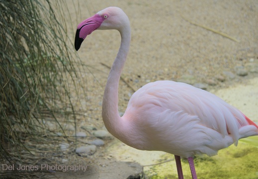 Flamingo at Amazon World