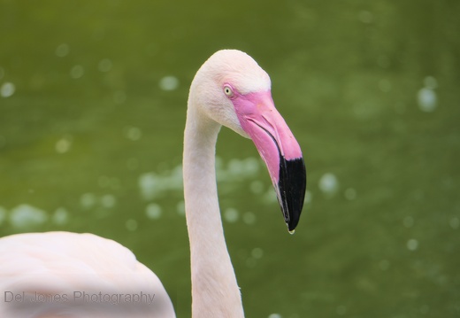 Flamingo at Amazon World