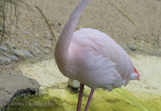 Flamingo at Amazon World