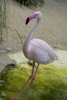 Flamingo at Amazon World