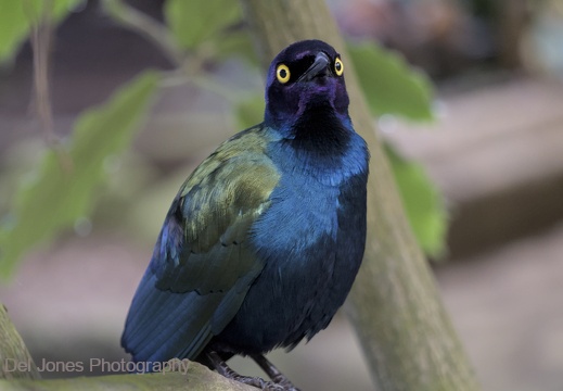 Purple Glossy Starling