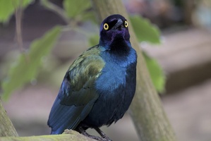Purple Glossy Starling
