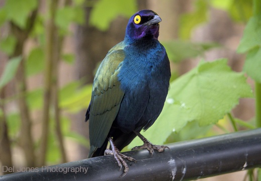 Purple Glossy Starling