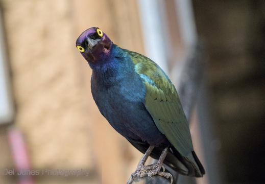 Purple Glossy Starling