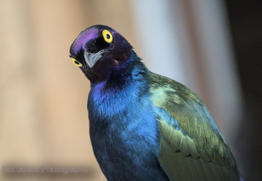 Purple Glossy Starling