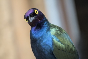 Purple Glossy Starling