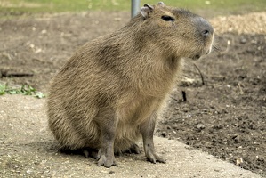 Amazon World Capybara