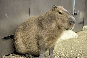 Amazon World Capybara
