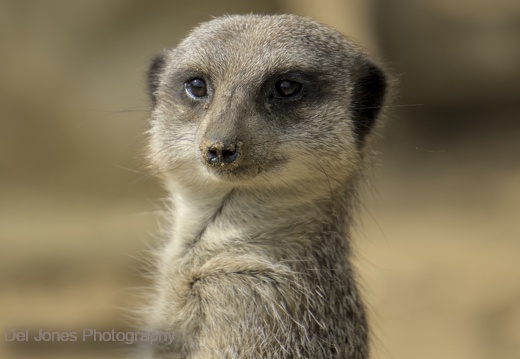 Amazon World Meerkats