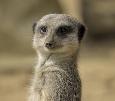 Amazon World Meerkats