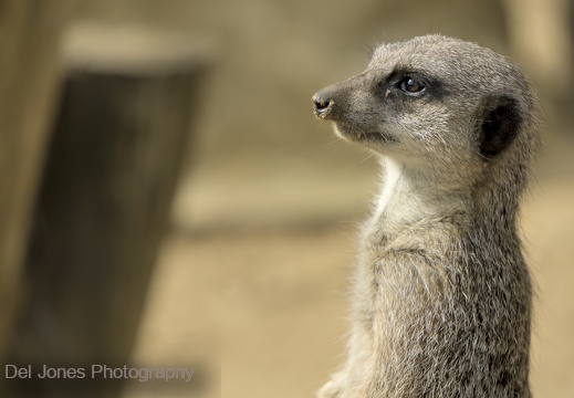 Amazon World Meerkats