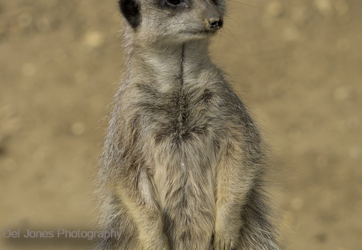 Amazon World Meerkats