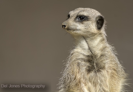 Amazon World Meerkats