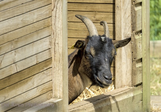  Goat in a barn