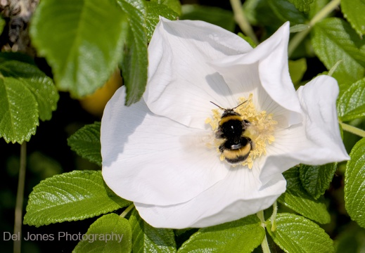 Bee at work