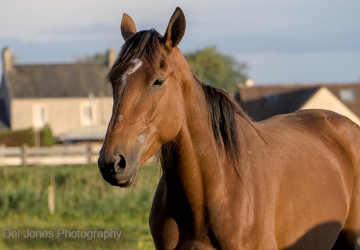 A brown horse. Simple