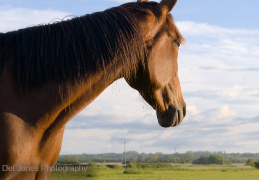 A brown horse. Simple