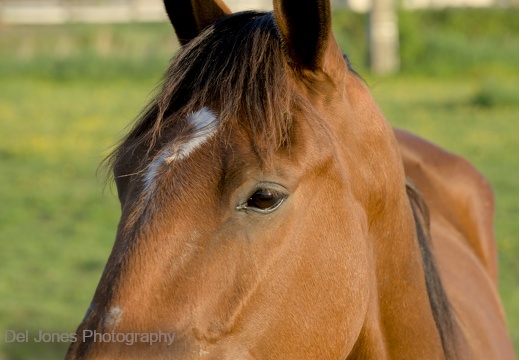 A brown horse and an eye. Simple