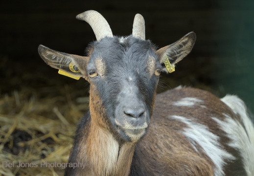  Friendly goat