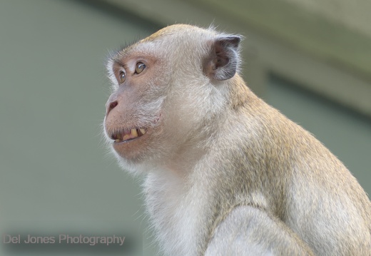  Showing my teeth