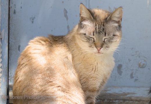 A sleepy cat