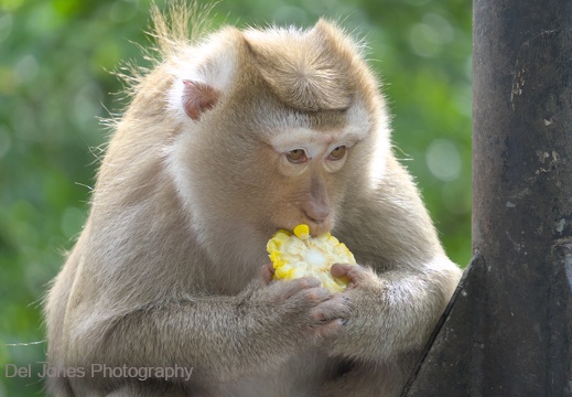 Chowing down