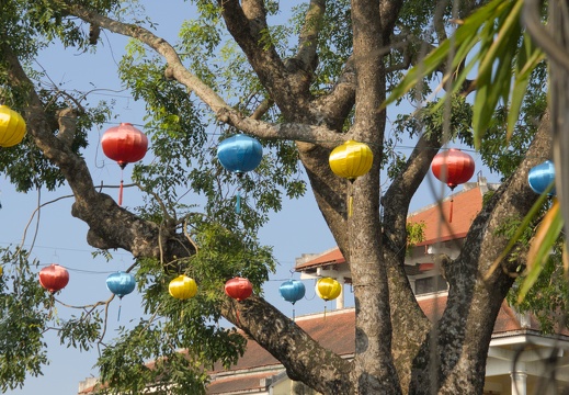Lanterns in the trees