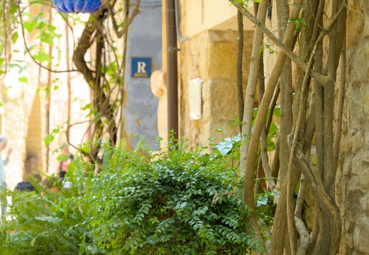  Summer vines