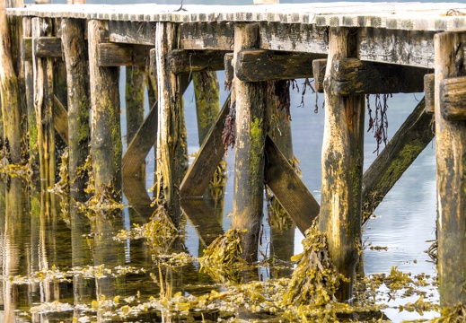 Clinging seaweed to a wooden pier