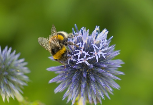 Insects