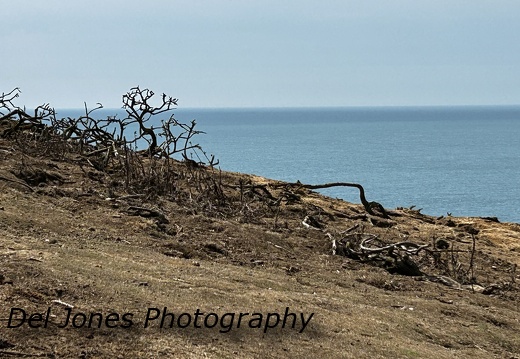 Dried out trees