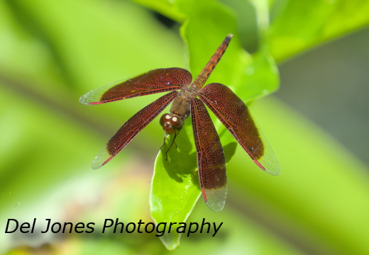 Another Grasshawk Dragonfly