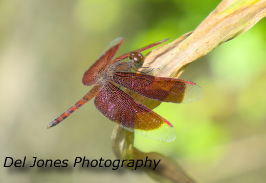 A Grasshawk Dragonfly