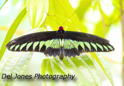 The national butterfly of Malaysia