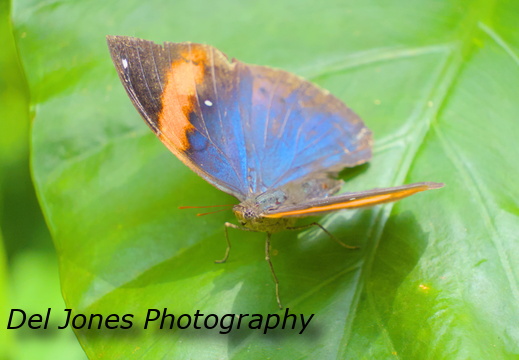 An Orange Oakleaf Butterfly