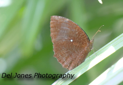 Common as they come, a Palmfly butterfly