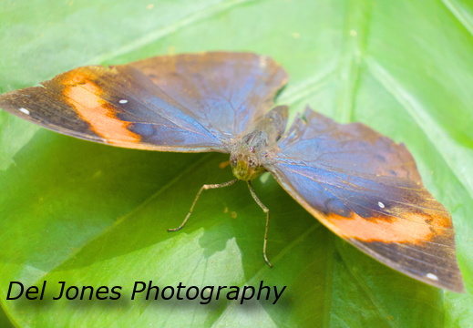 An Orange Oakleaf Butterfly