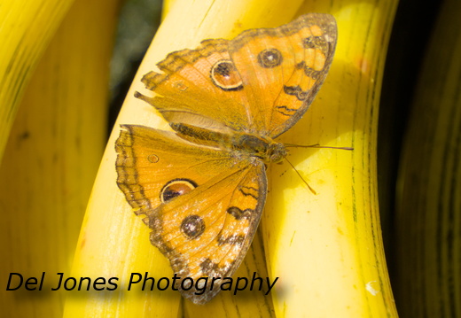 A Peacock Pansy Butterfly