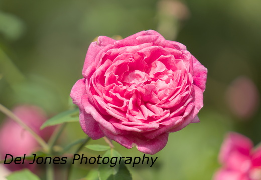 Just a pink rose