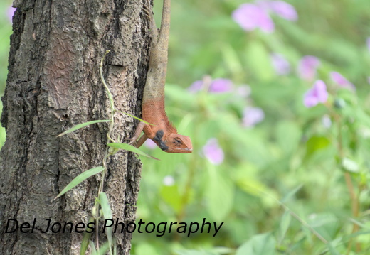 Oriental Garden Lizard