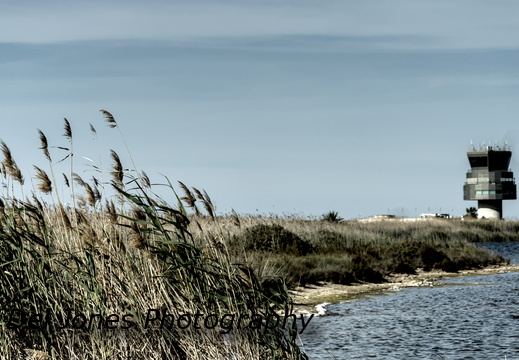 Visible through the reeds