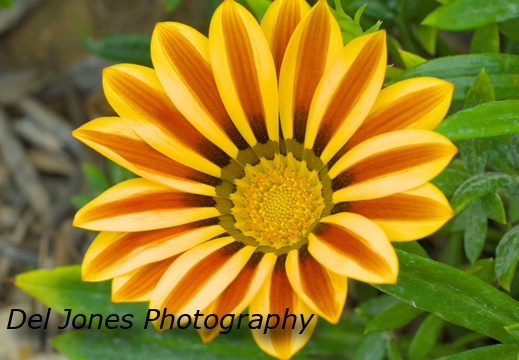 Flowers and Plants