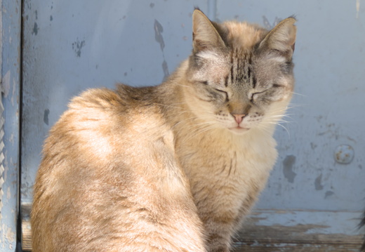 Dozing while standing