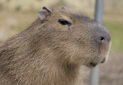 Amazon World Capybara. not bothered