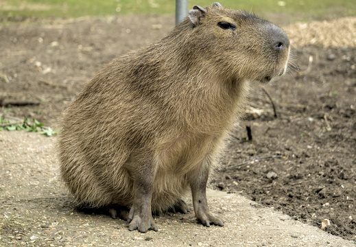 Amazon World Capybara still staring